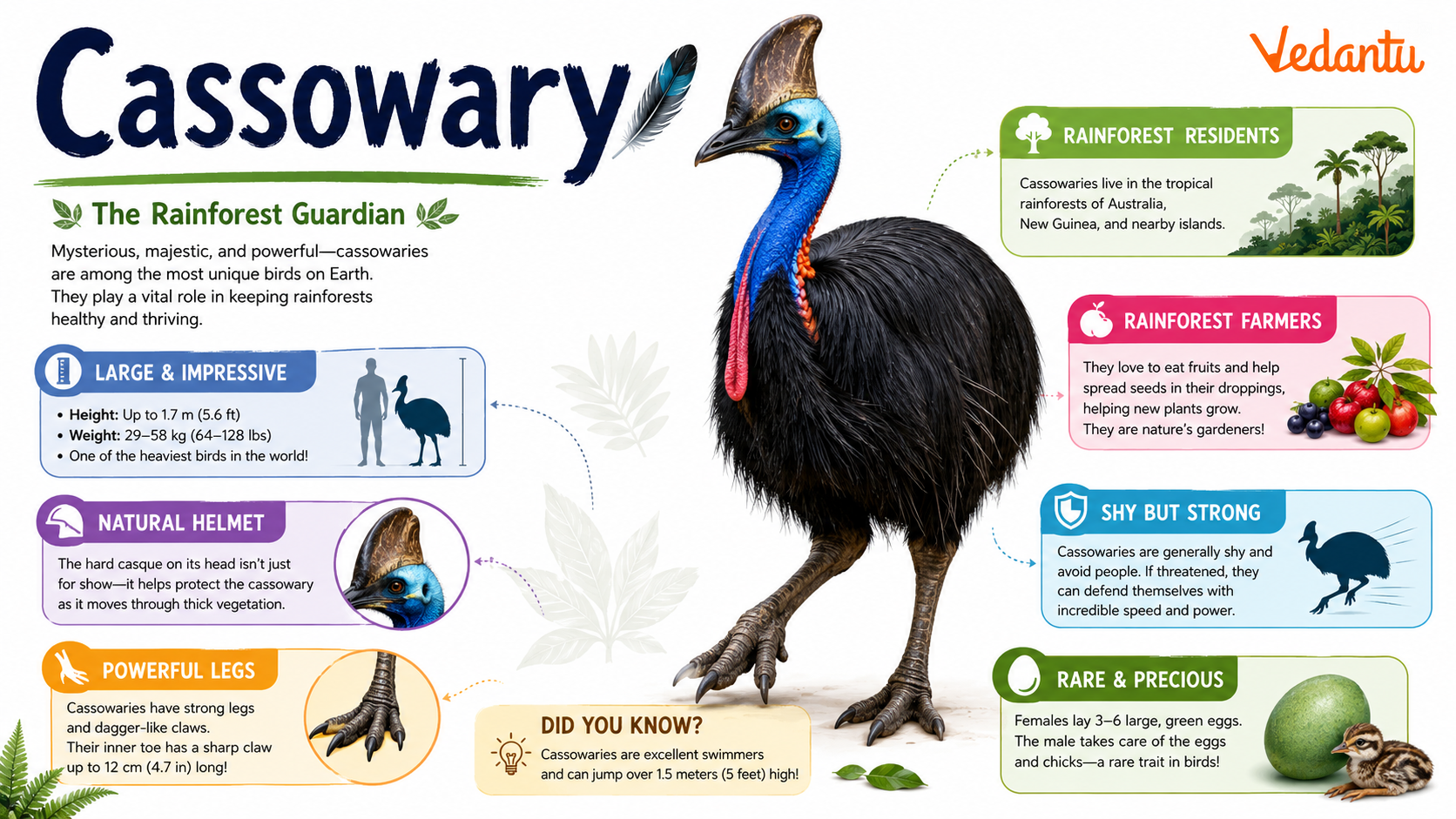 Cassowary bird with blue neck and casque on head