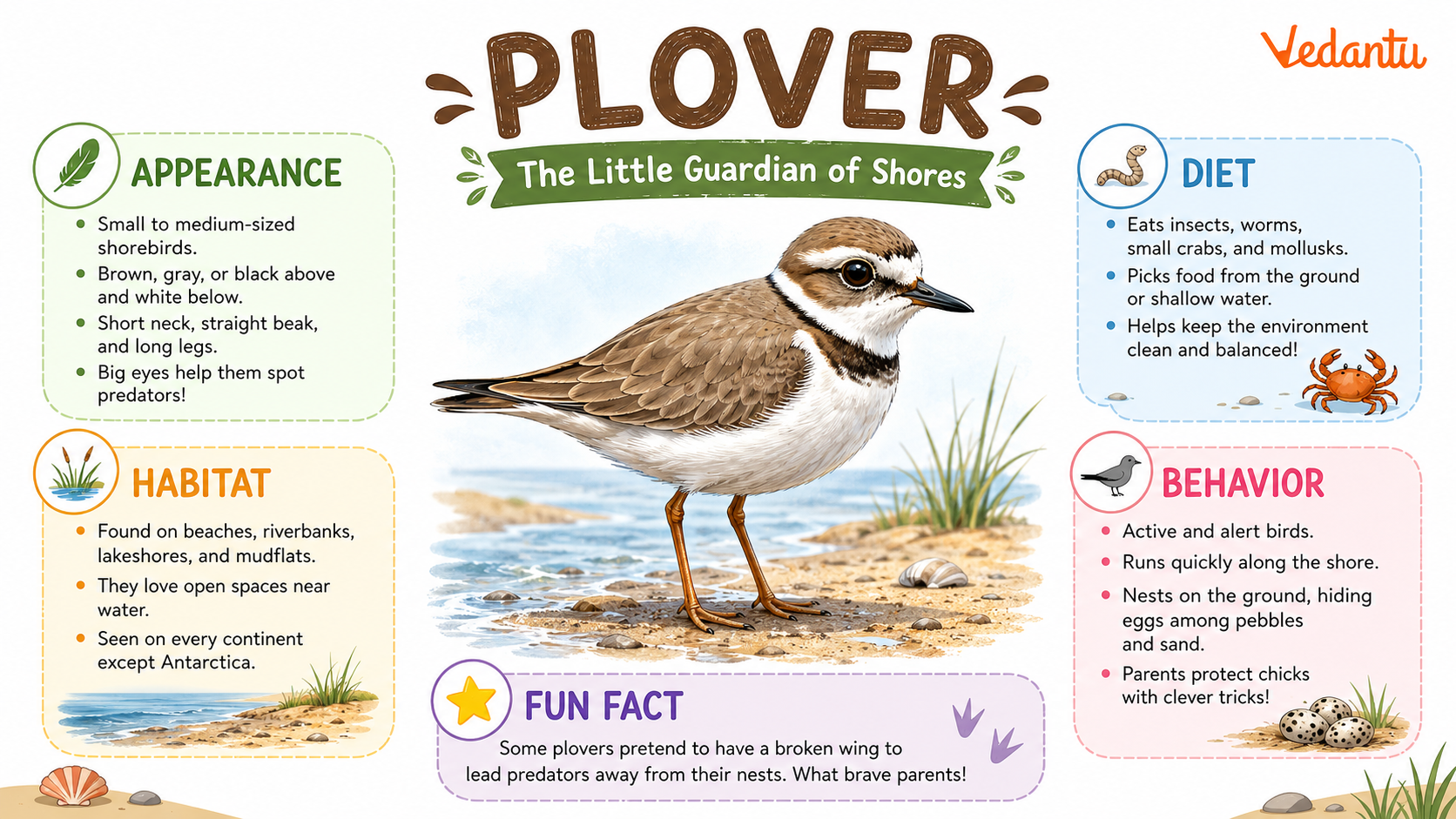 Plover bird standing on sandy shore