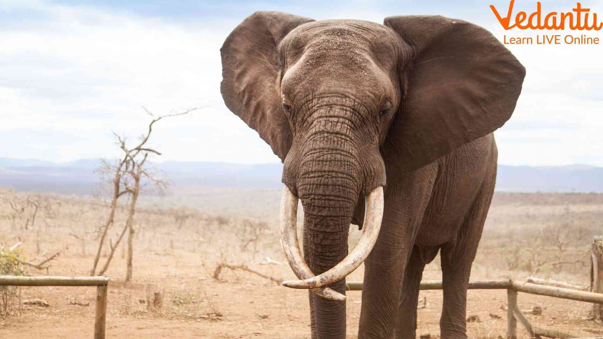 Elephants on The Verge of Losing Tusks