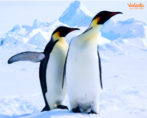 Penguins in the Polar Habitats