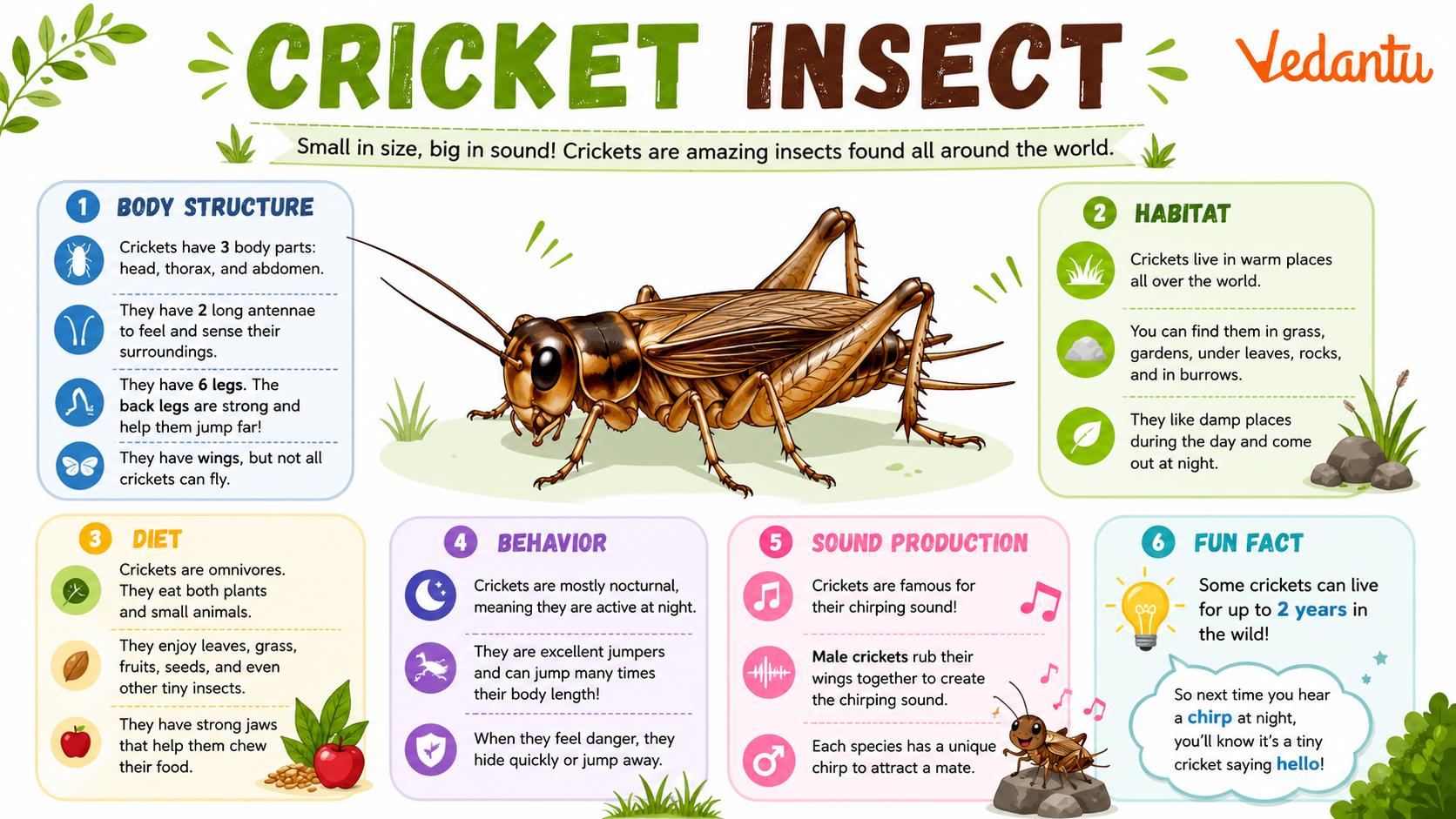 Cricket Insect
