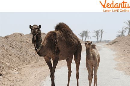 Baby camel and mother