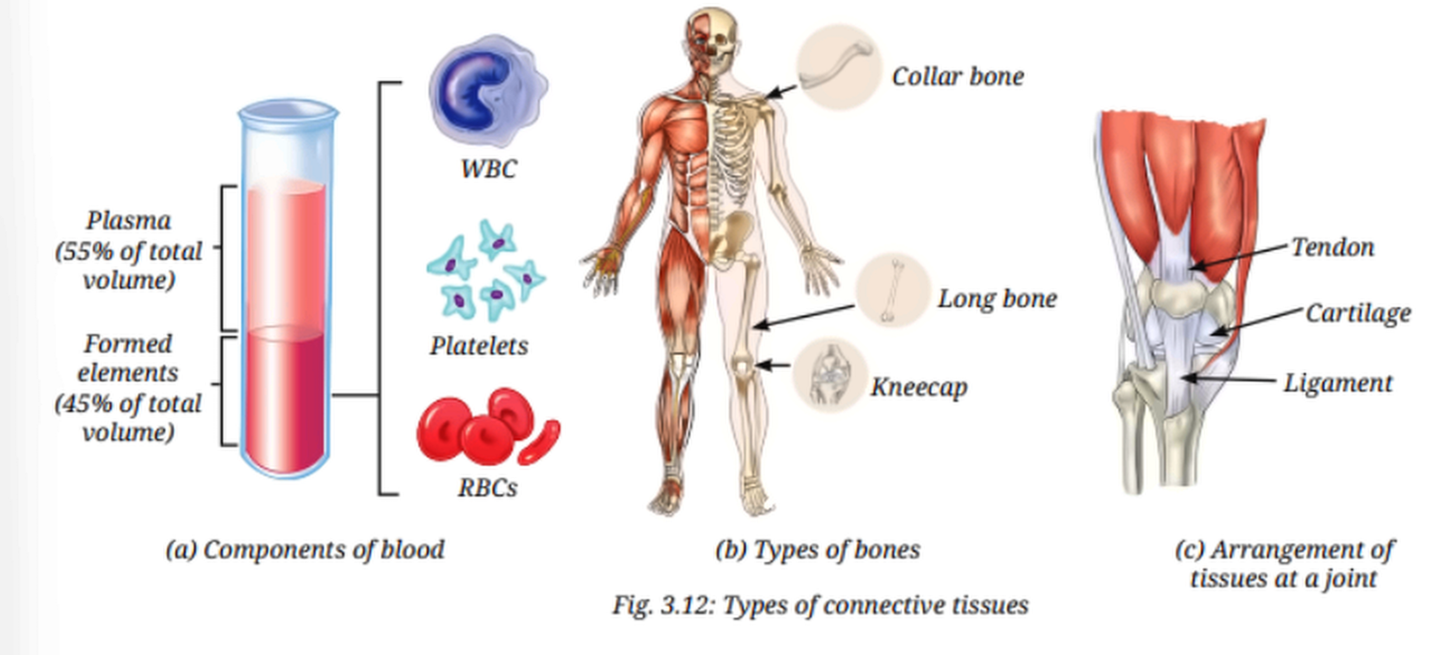 type of connective tissue.png