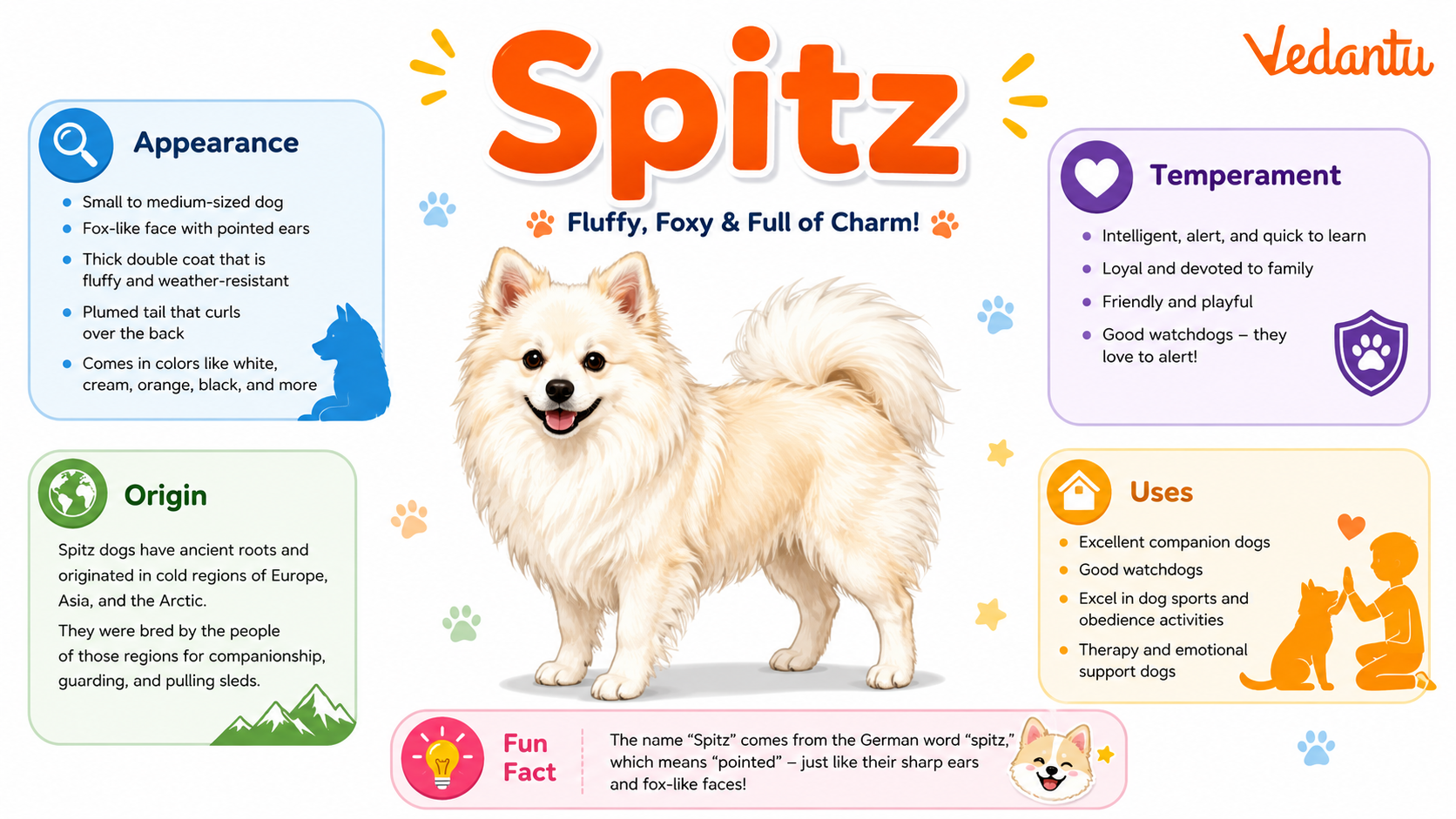 Spitz dog breed with fluffy coat and curled tail