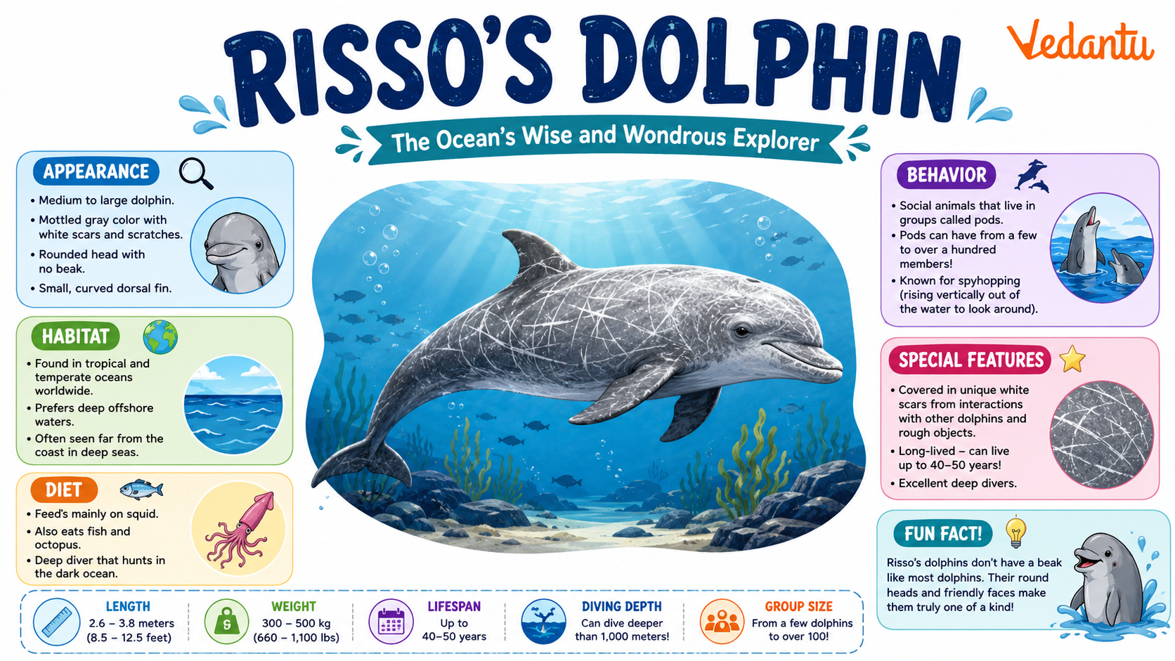 Risso’s Dolphin swimming in the ocean