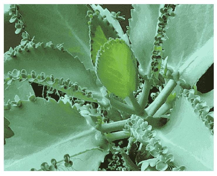 Leaf buds of Bryophyllum