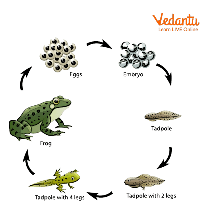 The Life Cycle Diagram of a Frog