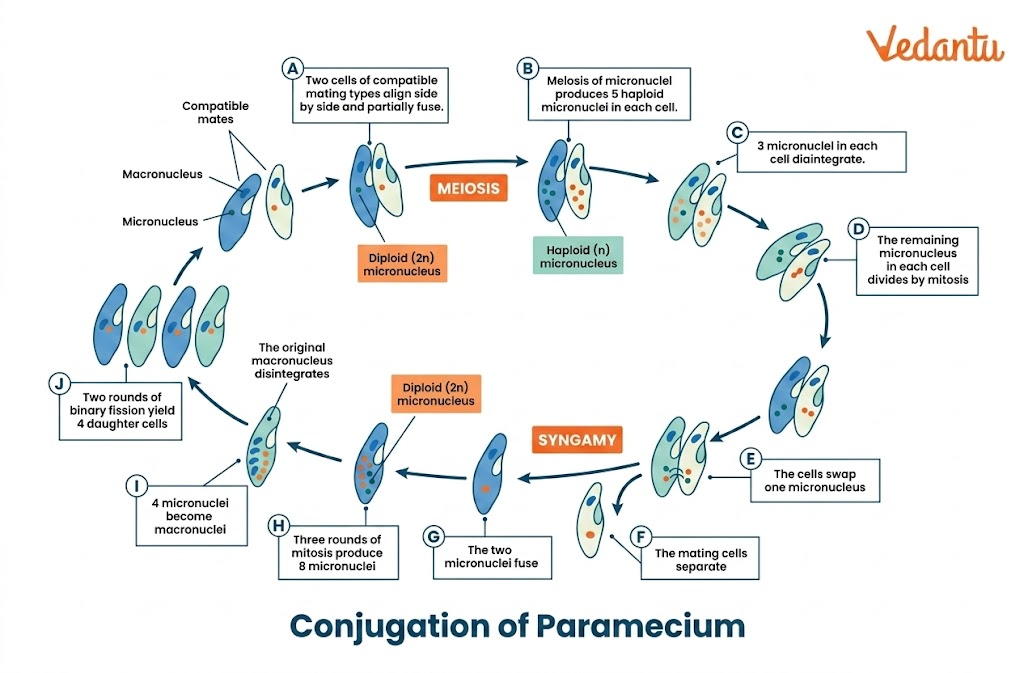 conjugation in paramecium