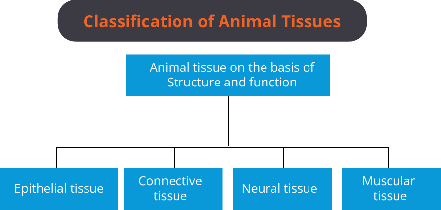 NEET Structural Organisation in Animals Important Concepts and Tips for  Exam Preparation