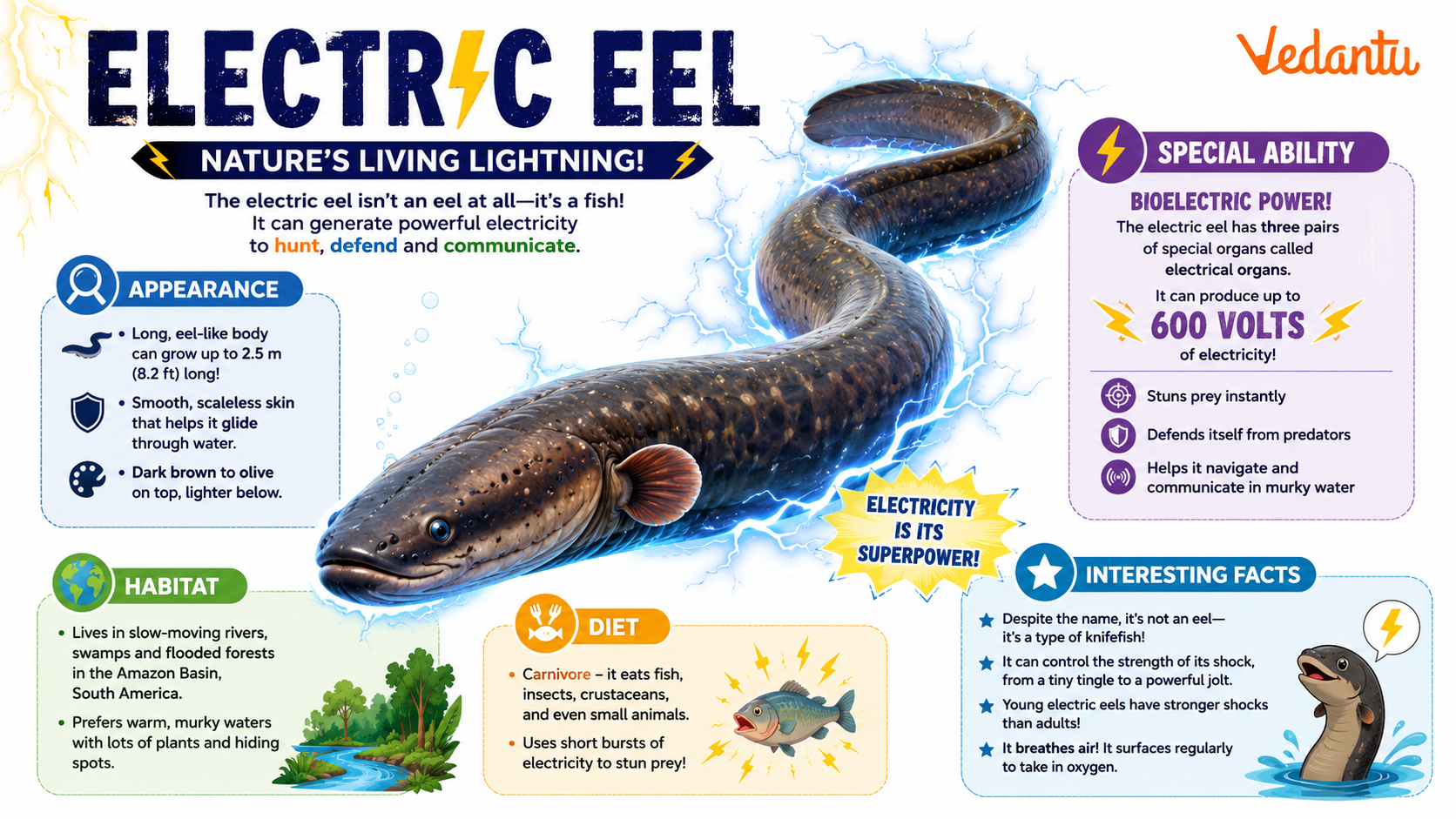 Electric Eel swimming in river water