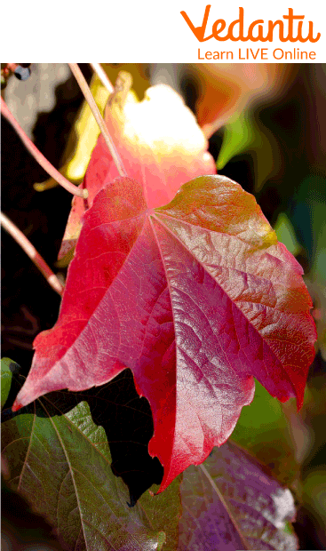 Palmate Leaves