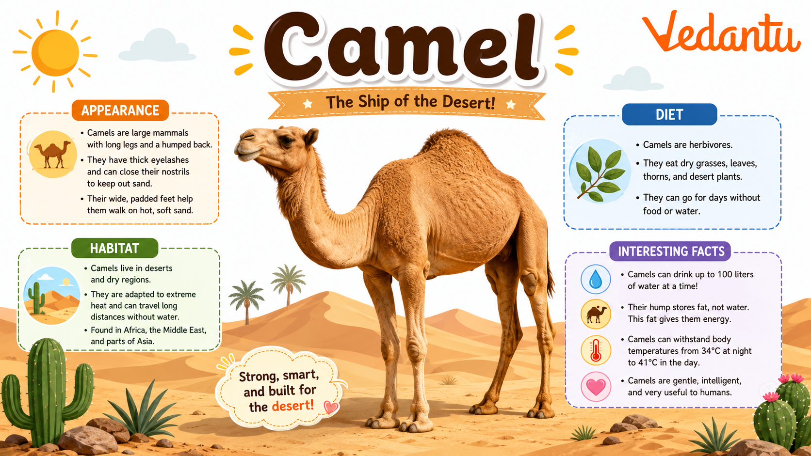 Camel standing in desert habitat