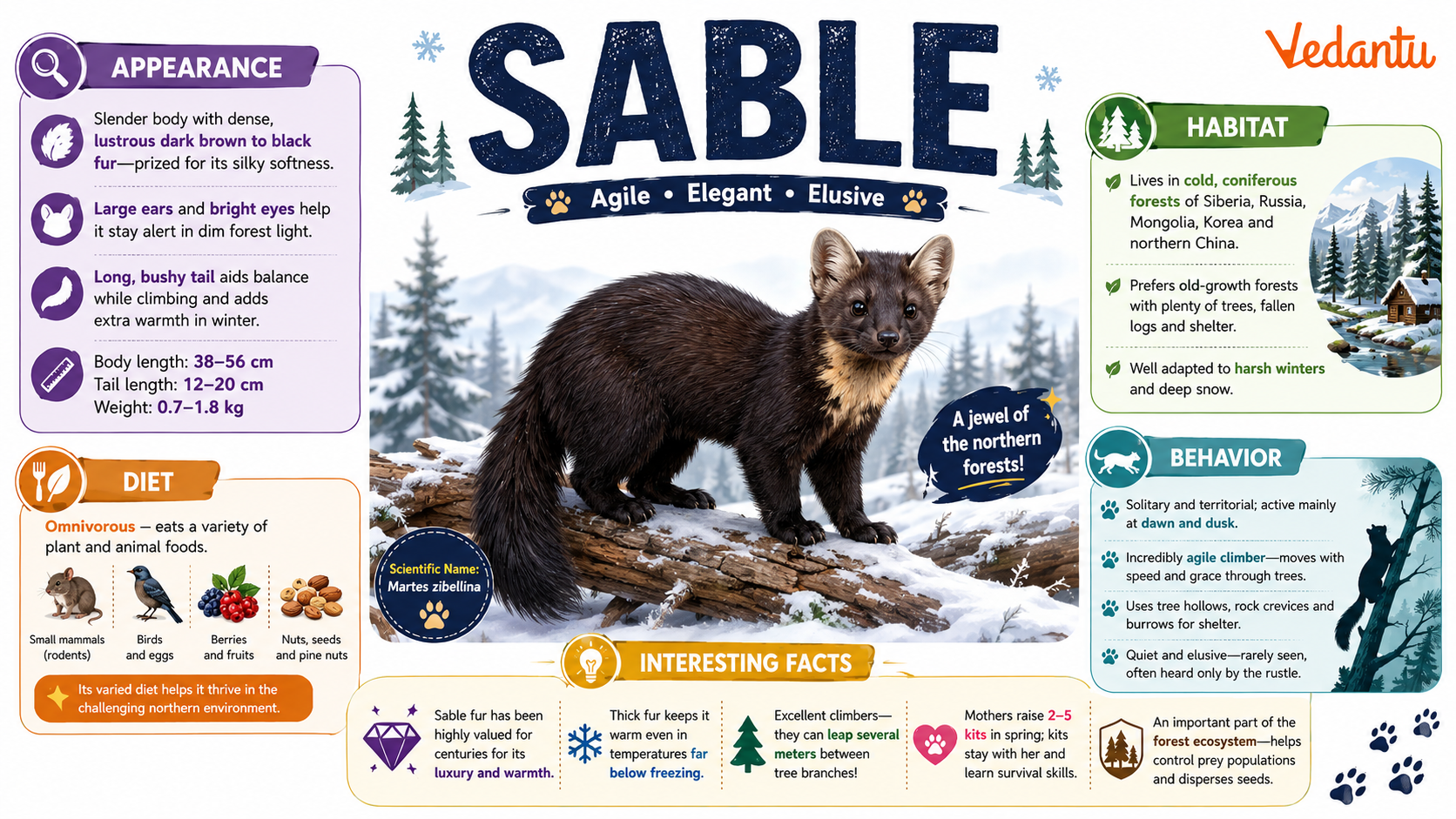 Sable animal in forest habitat