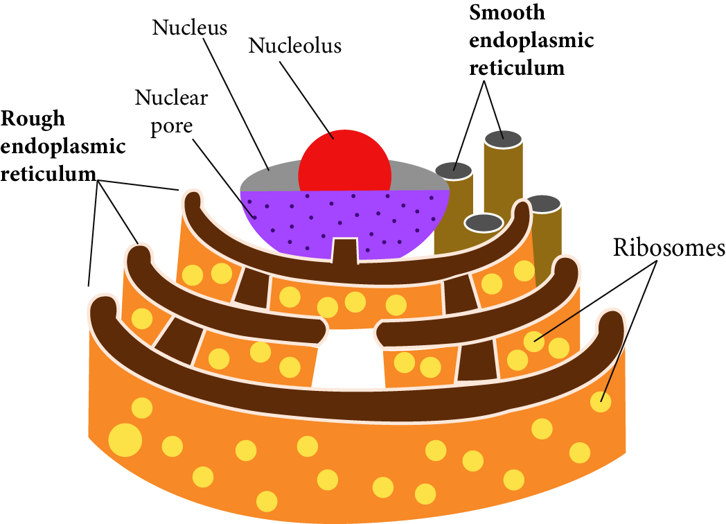 Endoplasmic Reticulum