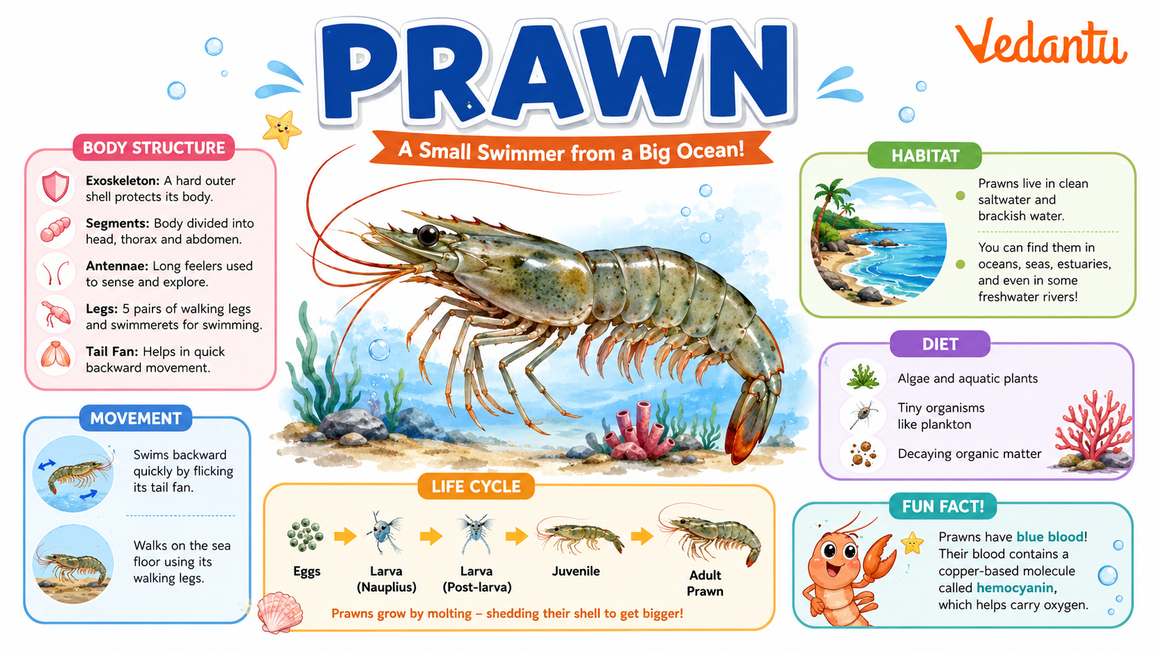 Prawn aquatic animal