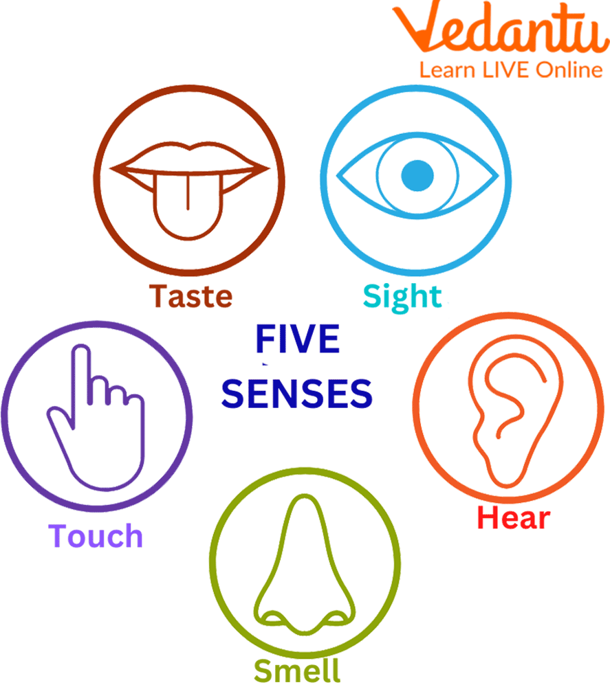 Five Senses