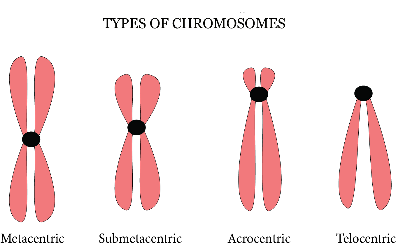 Types of chromosomes