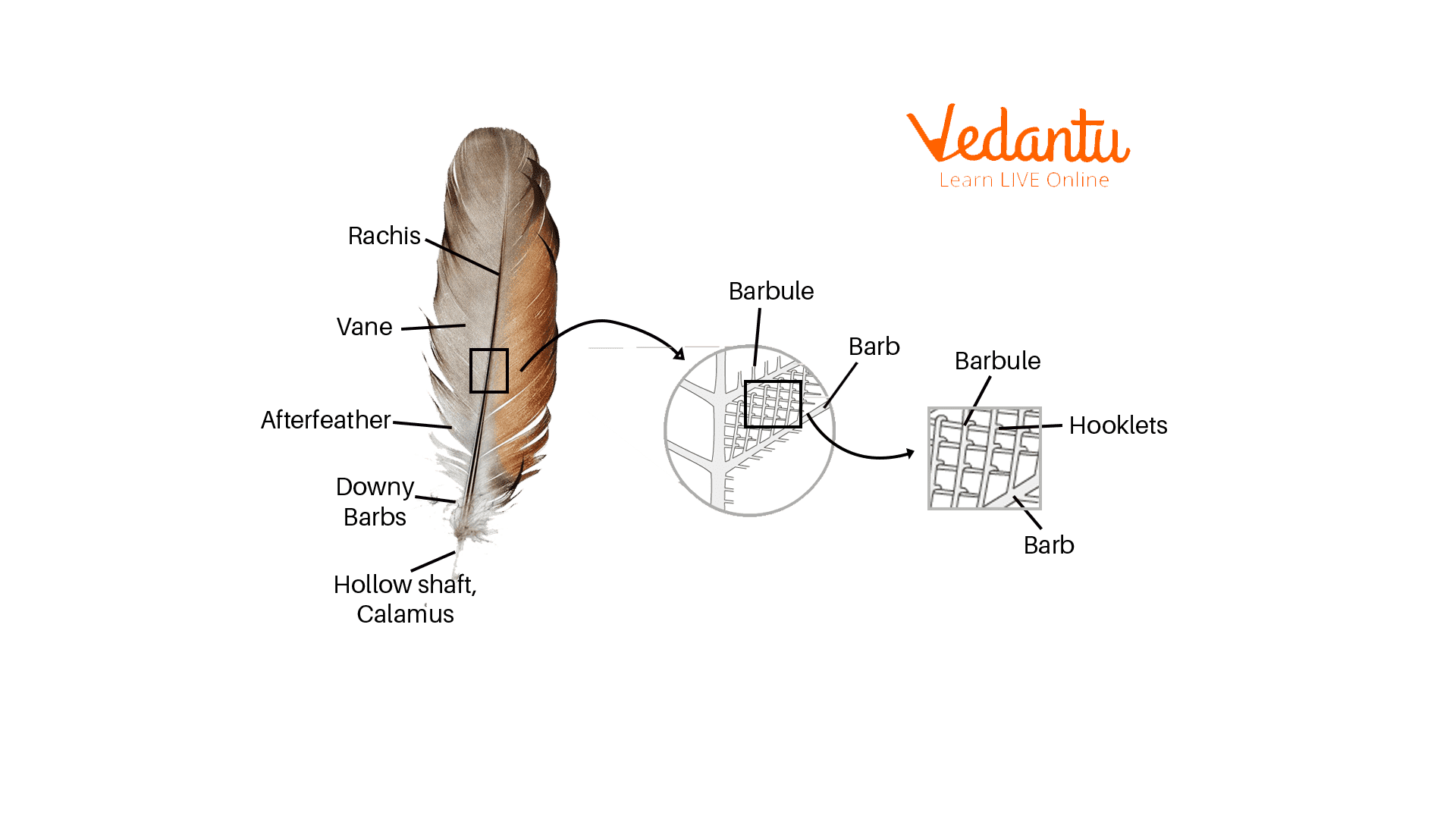 Feather Structure And Function In Birds