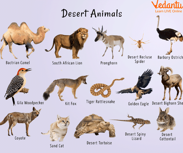 Animals Live in the Desert
