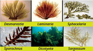 Brown algae or Phaeophyceae