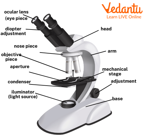 Different Parts of the Microscope