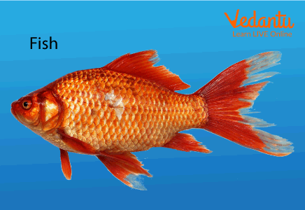 Fish Facts for Kids  Learn Important Terms and Concepts