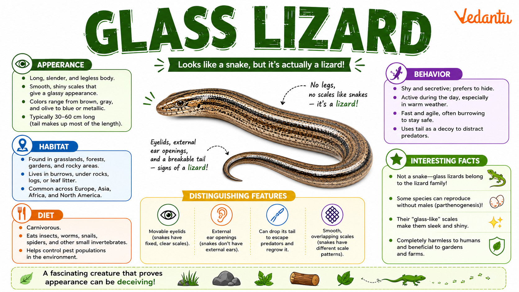 Glass Lizard long legless reptile with shiny scales