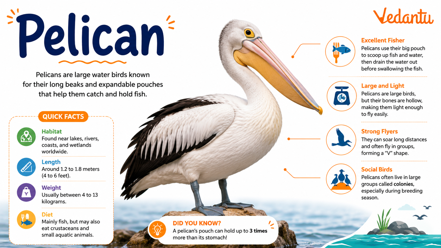 Pelican bird with large beak and throat pouch