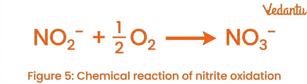 Chemical Reactions of Nitrite Oxidation