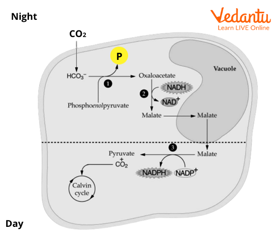 CAM Pathway