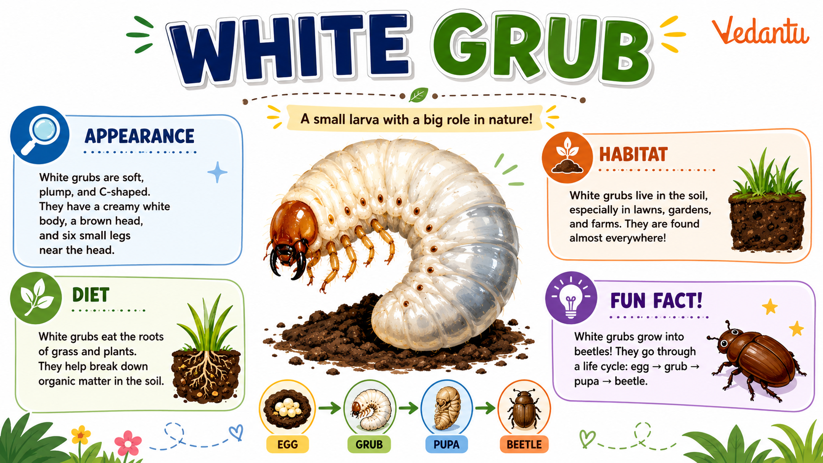 White Grub larva image showing soft C-shaped body