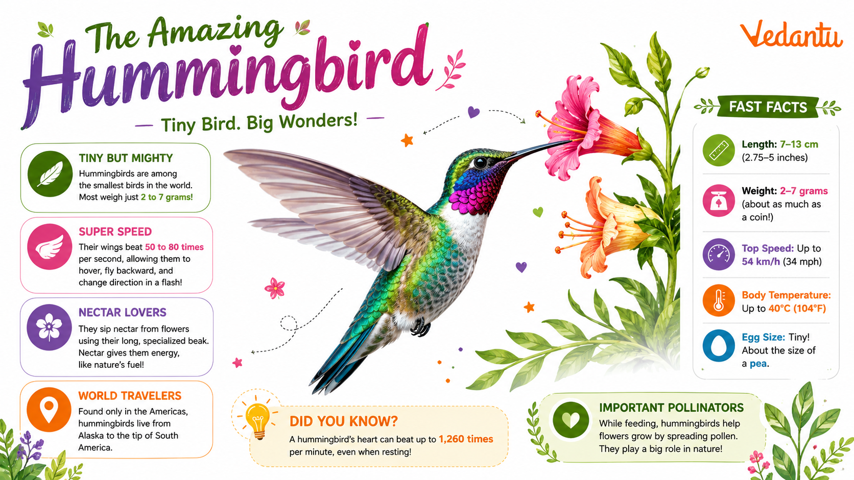 Hummingbird bird with colourful feathers hovering near a flower