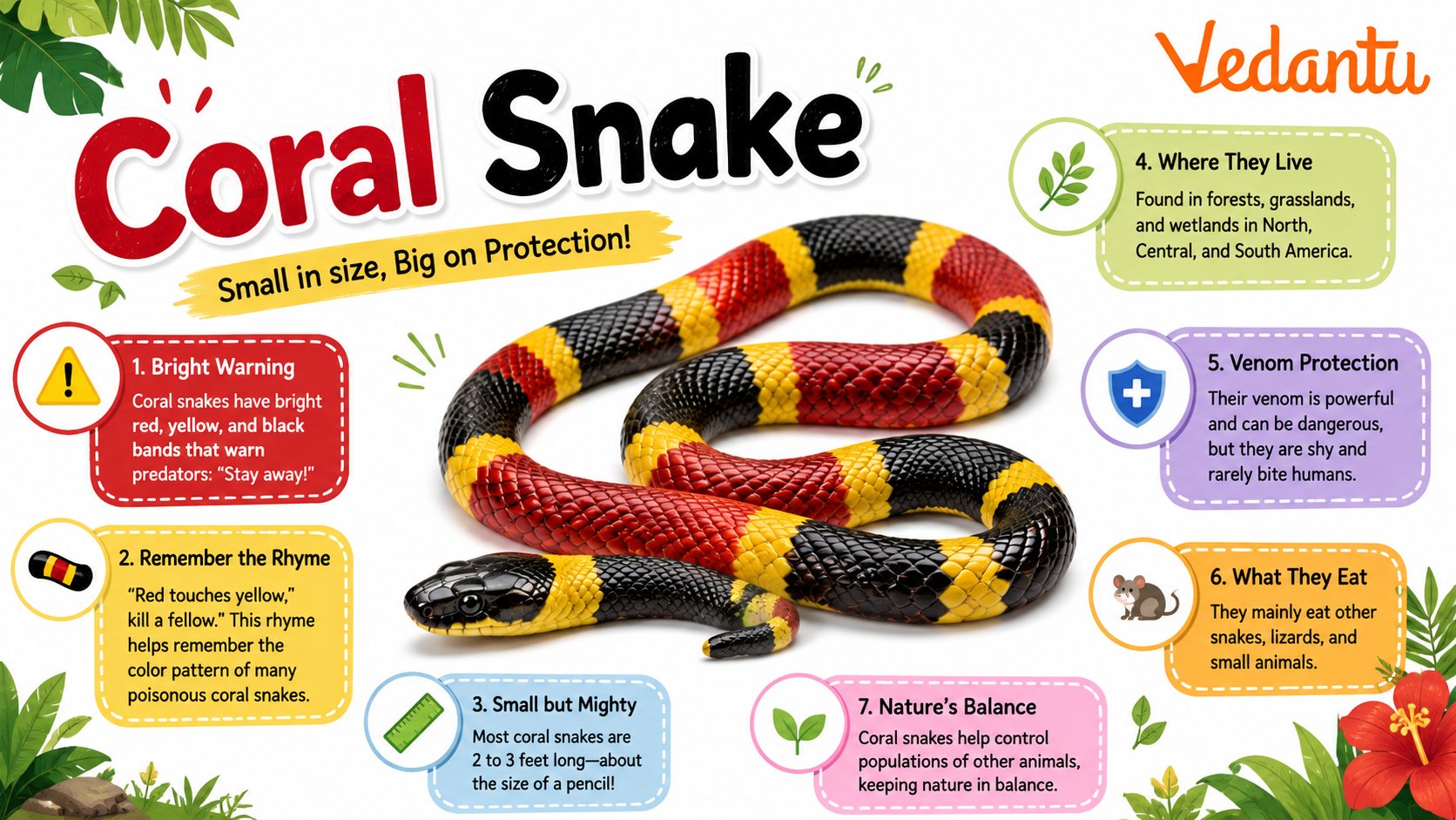 Coral Snake with red, yellow and black bands