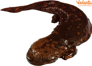 Giant Salamanders