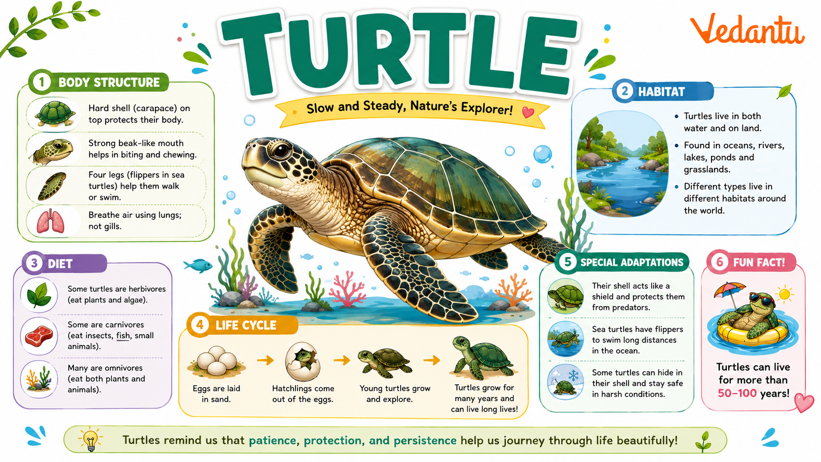 Turtle animal image showing shell and body structure