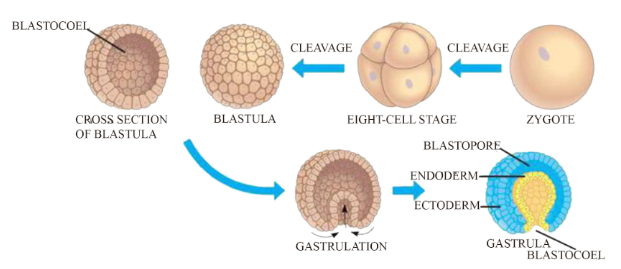 Stages of embryonic development