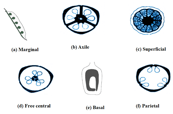 Placentation in flowering plants