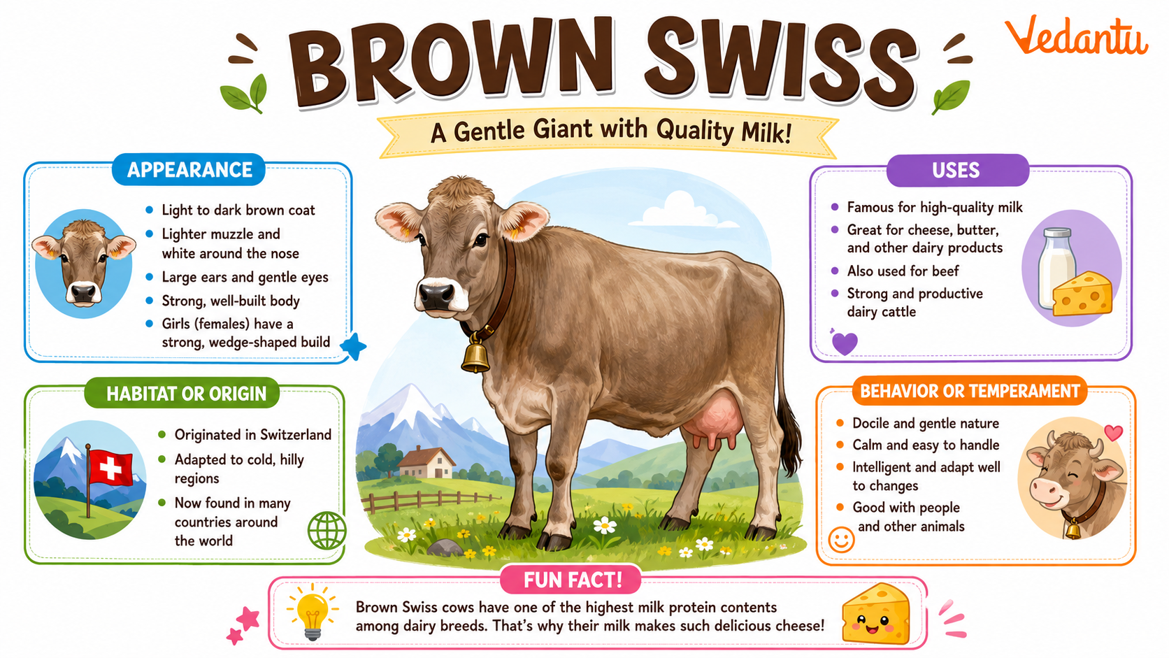 Brown Swiss cow standing in a field