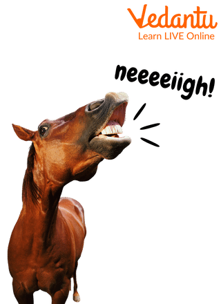 Horse Sound For Kids Learn The Neigh Sound Horse Sound For Kids Learn The Neigh Sound