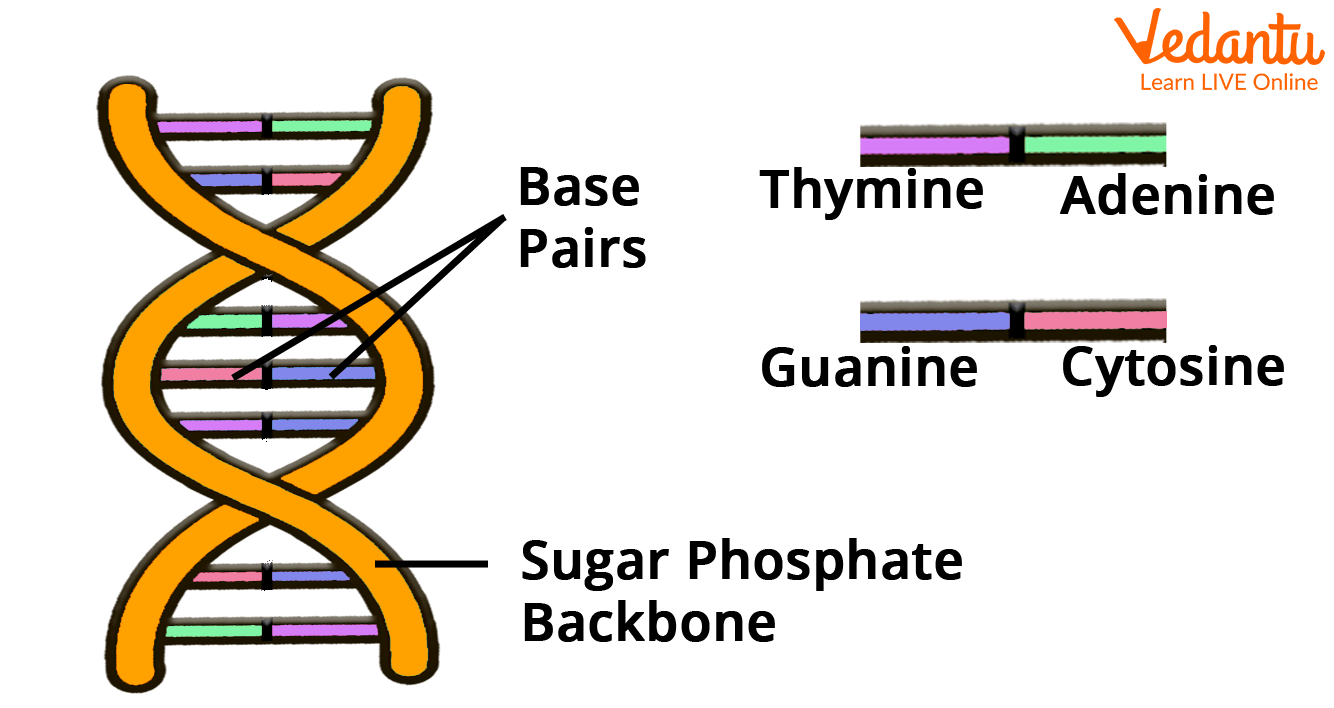 DNA Structure Diagram