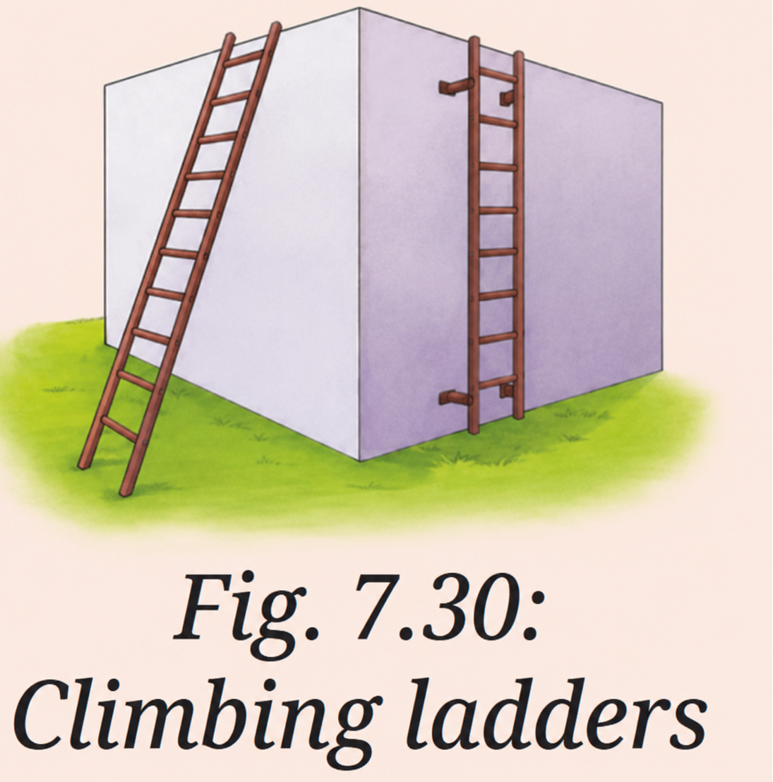 To reach a higher floor, we find climbing an inclined ladder easier in comparison to climbing a vertical ladder (Fig. 7.30). Explain why..png