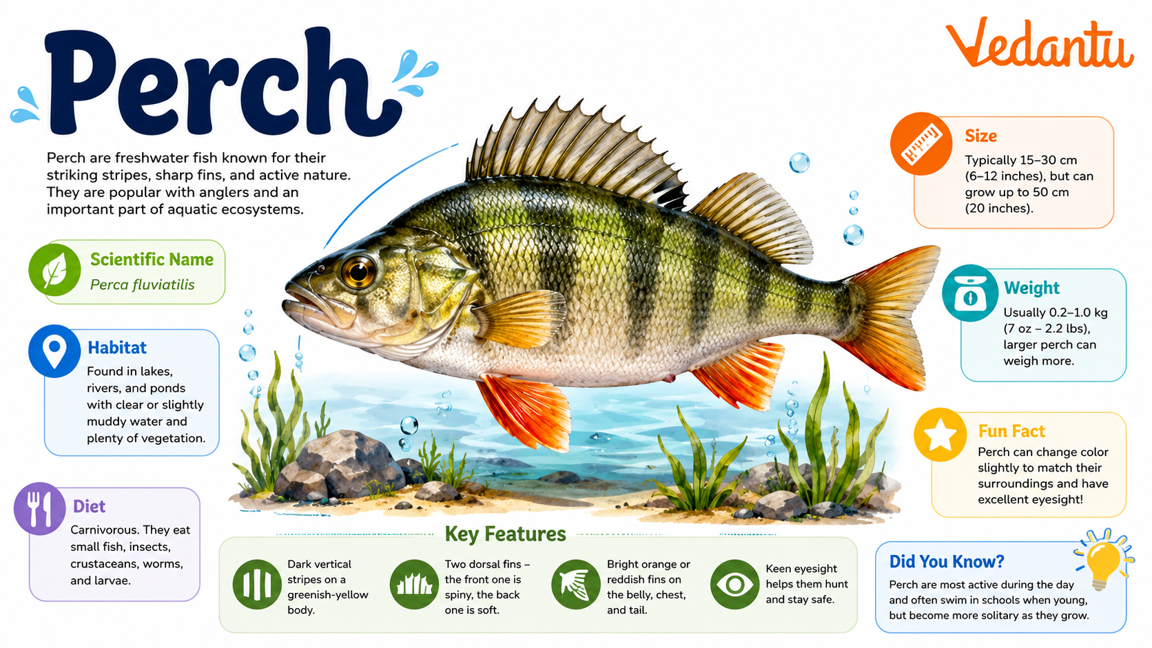 Perch fish with striped body and spiny dorsal fin