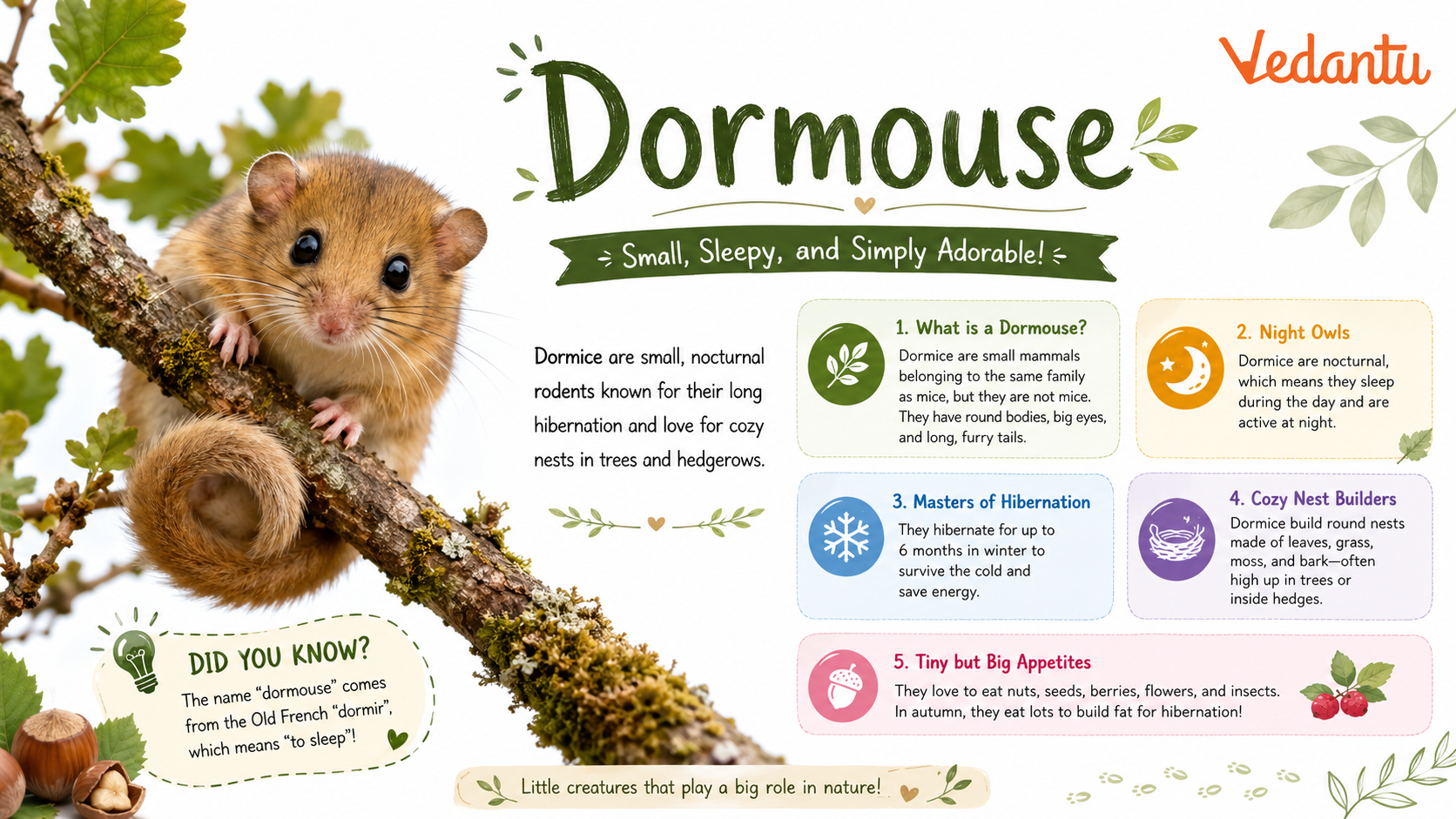 Dormouse sitting on a branch in its natural habitat