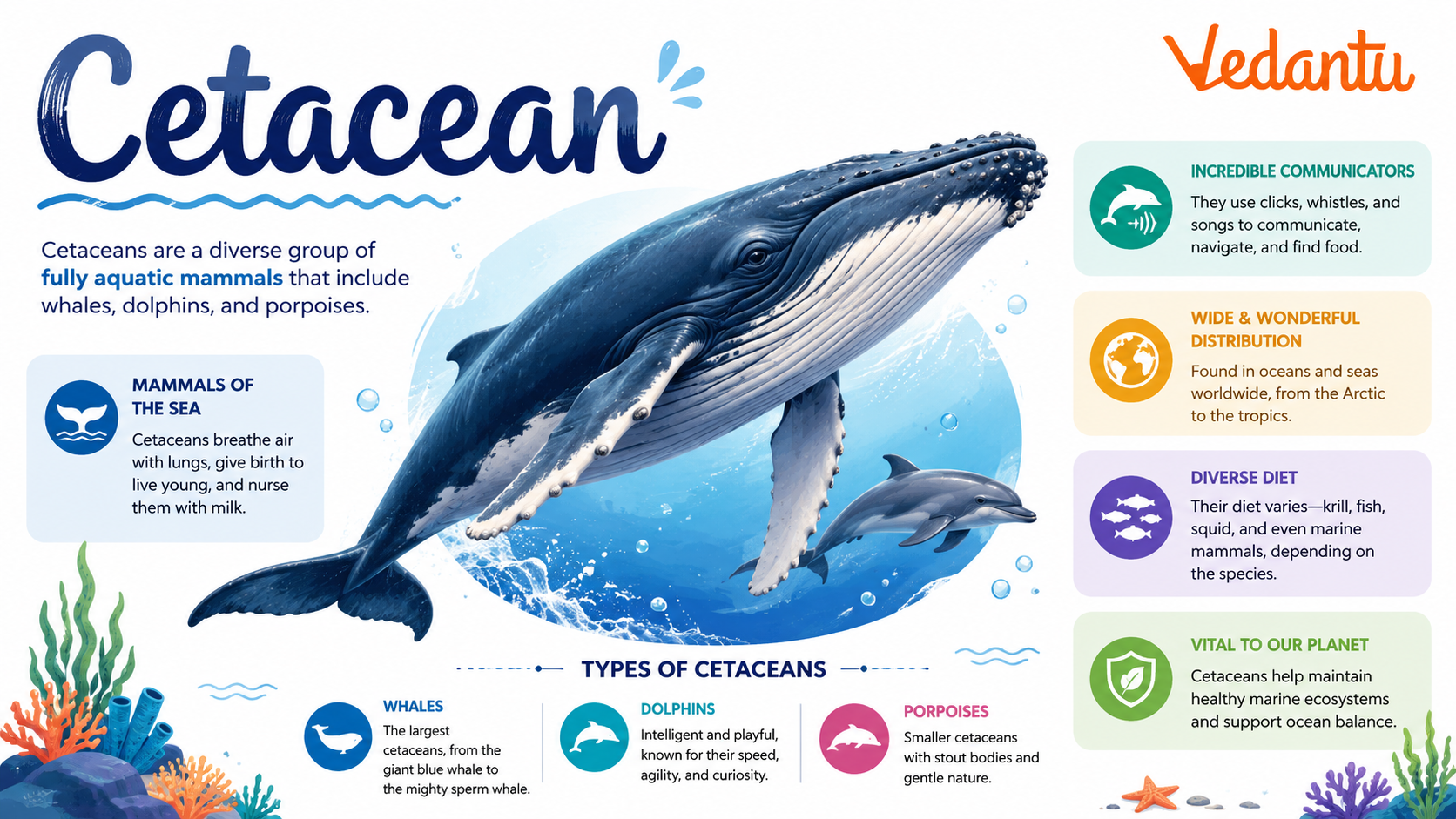 Cetacean marine mammal whale dolphin group