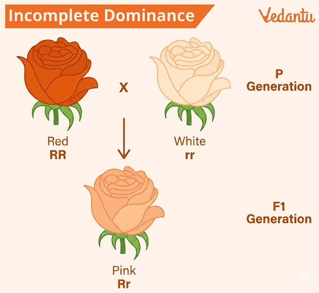 Incomplete Dominance