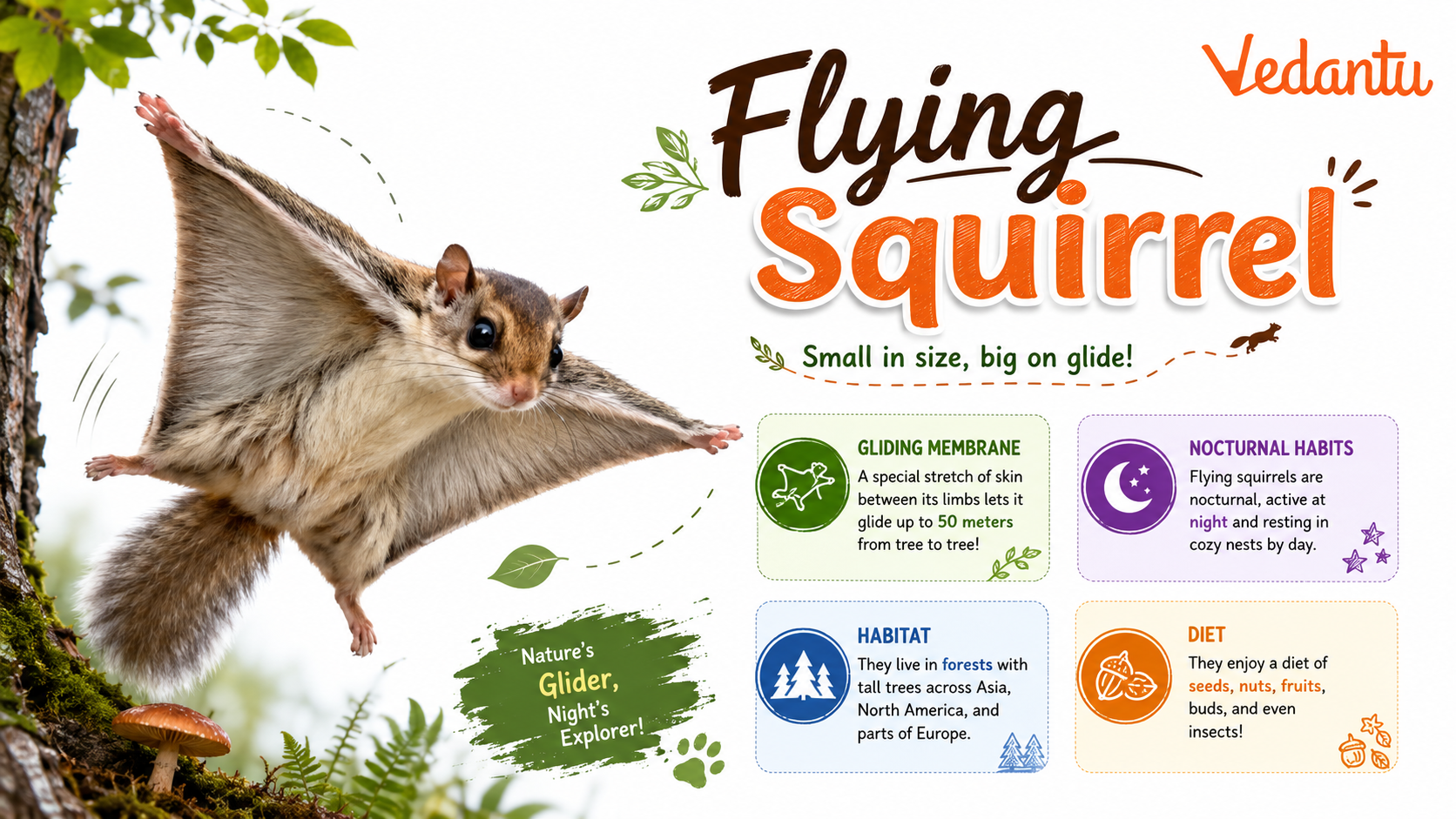 Flying Squirrel gliding between trees