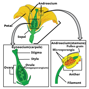 Reproductive parts in Angiosperms