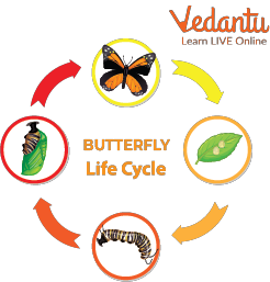 Butterfly life Cycle