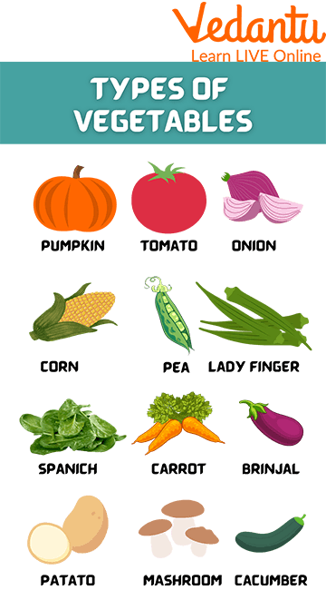 Different Types of Vegetables