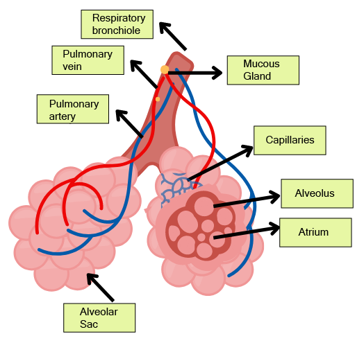 Labeled Diagram of Alveoli